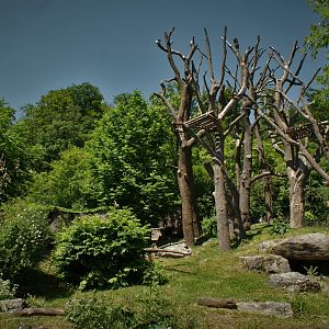 Spectacled bear exhibit