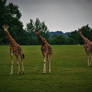 3 of 9 giraffes
