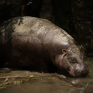 Pygmy hippopotamus