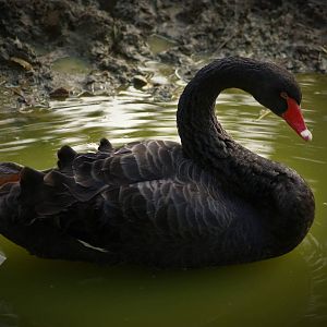 black swan