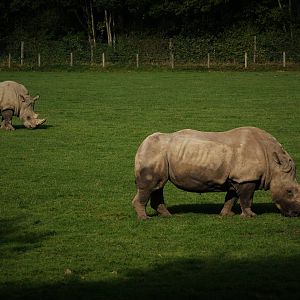 White rhinoceros
