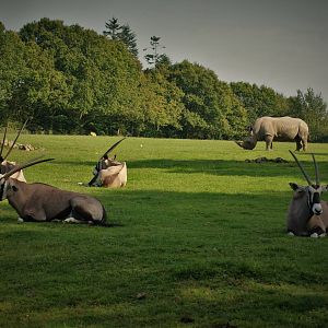 Gemsbok