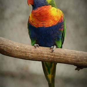 Rainbow lorikeet