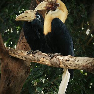 Blyth's hornbill