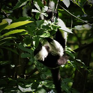Northern black-and-white ruffed lemur