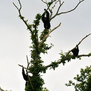Siamang