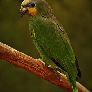 Orange-winged amazon