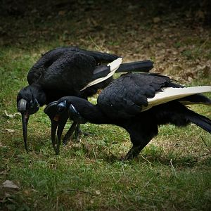Abyssinian Ground Hornbill