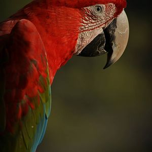 Red-and-green macaw