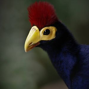 Ross's Turaco