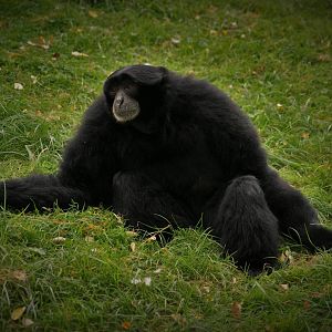 Siamang