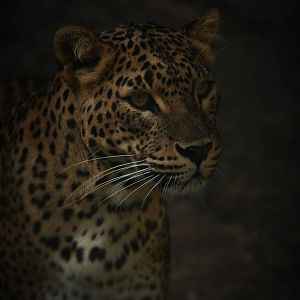 Sri Lankan leopard