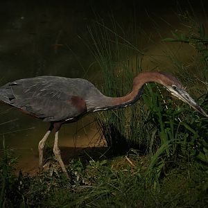 Goliath Heron