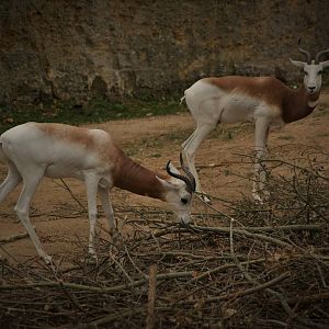 Dama gazelle