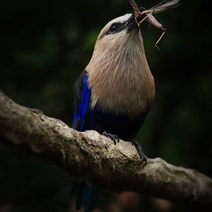 Blue-bellied roller