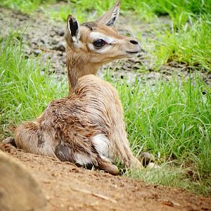 Jun. 2015 - Baby Gerenuk