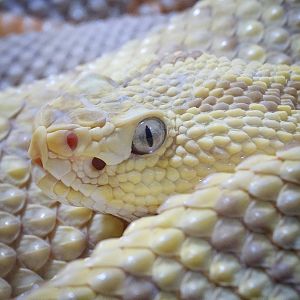 Jun. 2015 - Reptile Walk - Neotropical Rattlesnake