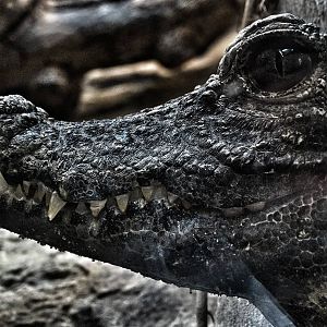 Jun. 2015 - Reptile Walk - West African Dwarf Crocodile