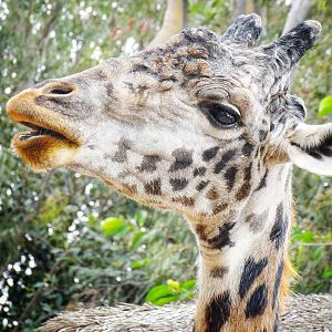 Jun. 2015 - Urban Jungle - Masai Giraffe