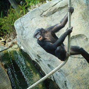 Jun. 2015 - Lost Forest - Bonobo