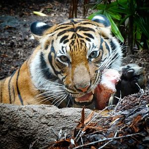 Jun. 2015 - Lost Forest - Tiger River - Malayan Tiger