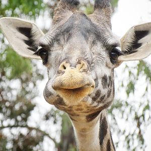 Jun. 2015 - Urban Jungle - Masai Giraffe