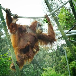 Jun. 2015 - Lost Forest - Absolutely Apes - Mother and Offspring