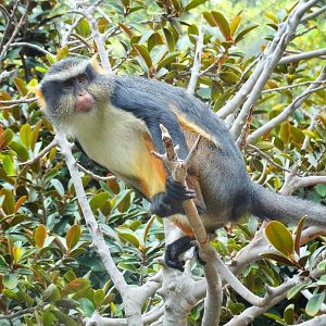 Jun. 2015 - The Lost Forest - Wolf's Guenon
