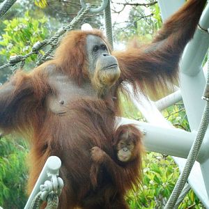 Jun. 2015 - The Lost Forest - Absolutely Apes - Mother and Young