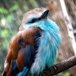 Jun. 2015 - Lost Forest - Racket-tailed Roller