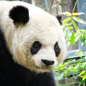 Jun. 2015 - Panda Trek - Giant Panda