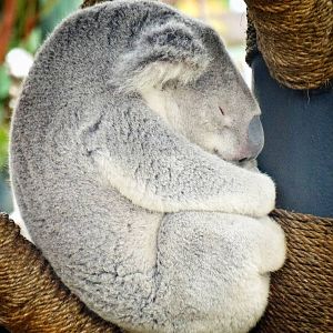 Jun. 2015 - Outback - Koala