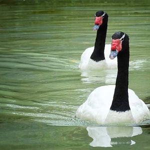 Jun. 2015 - Discovery Outpost - Black-necked Swans