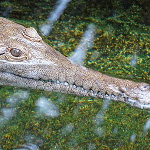 Jun. 2015 - Reptile Walk - Johnston's Crocodile