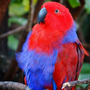 Jun. 2015 - The Lost Forest - Owen's Aviary - Electus Parrot