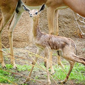 Jun. 2015 - Baby Gerenuk