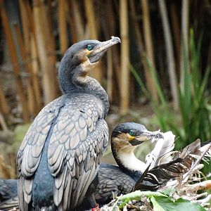 Jun. 2015 - White-breasted Cormorants