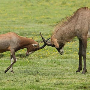 Blesbok and Roan Antelope Tag Team