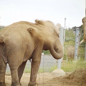 Jun. 2015 - Elephant Odyssey - Asian Elephant