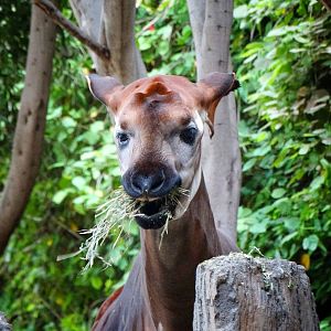 Jun. 2015 - Lost Forest - Okapi