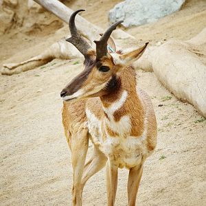 Jun. 2015 - Elephant Odyssey - Pronghorn