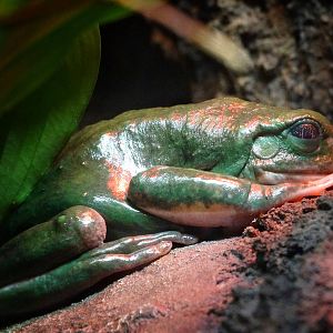 Jun. 2015 - Reptile Walk - Mexican Giant Tree Frog
