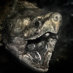 Jun. 2015 - HerpAquarium - Alligator Snapping Turtle