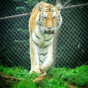 Jun. 2015 - Tiger Tundra - Amur Tiger