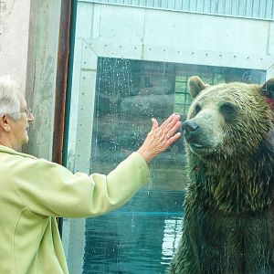 Jun. 2015 - Glacier Run - Alaskan Brown Bear