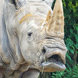 Jun. 2015 - African Savanah - Southern White Rhinoceros
