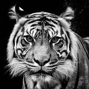 Jun. 2015 - Islands - Sumatran Tiger
