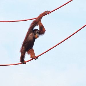 Jun. 2015 - International Orangutan Center - Rocky