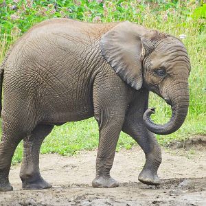 Jun. 2015 - Plains - Nyah