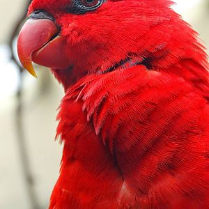 Jun. 2015 - Flights of Fancy: A Brilliance of Birds - Red Lory